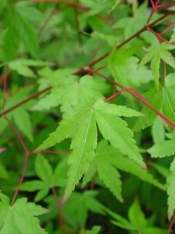 Acer palmatum