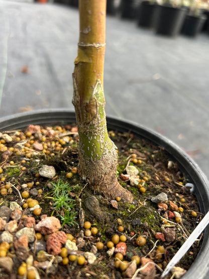 Sango Kaku (Coral Bark) 3-4 Yr Pre-Bonsai (#915)