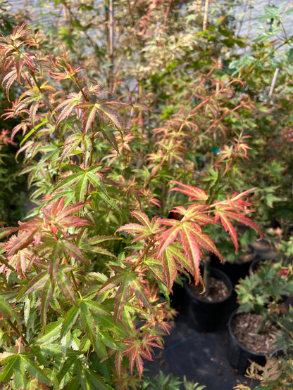 Akajii nishiki / Bonfire
