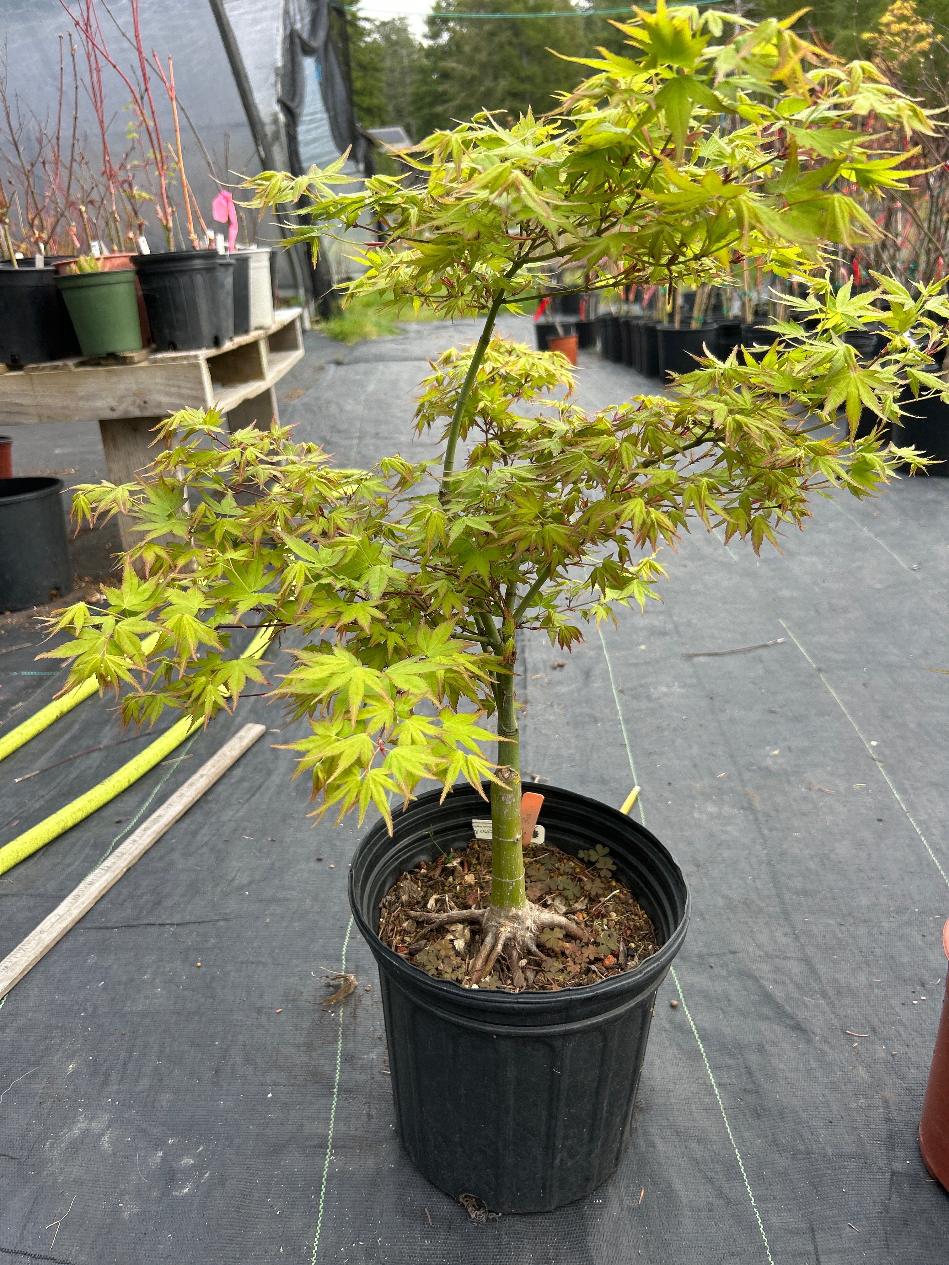 Aoba jo 5-6 Year Pre Bonsai (#315)