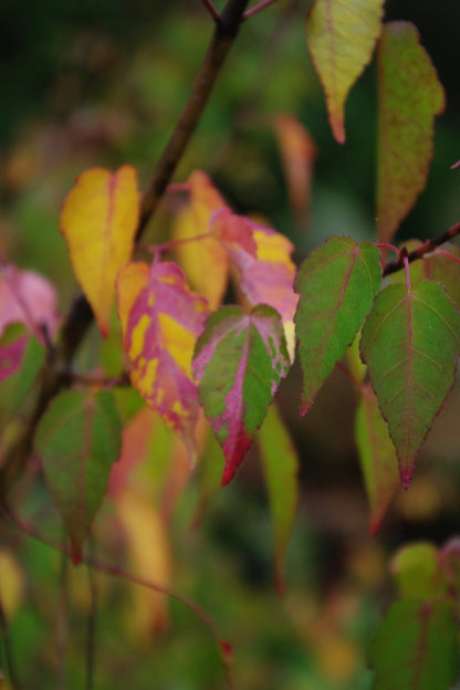Acer crataegifolium Veitchii