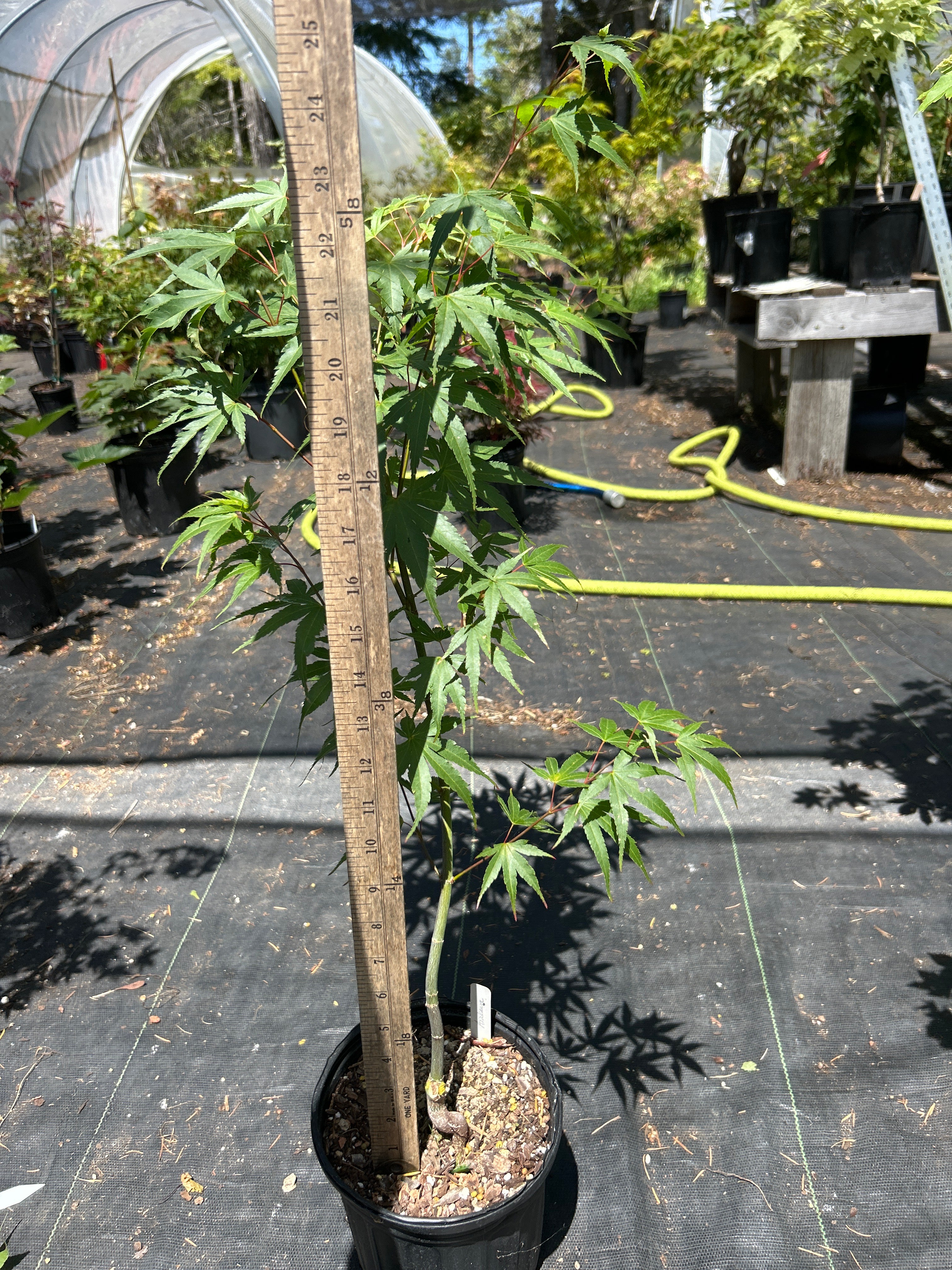 Arakawa Rough Bark Maple - Pre-Bonsai 2 year (#62)