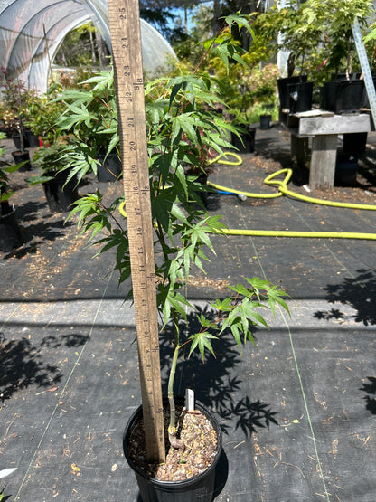 Arakawa Rough Bark Maple - Pre-Bonsai 2 year (#62)