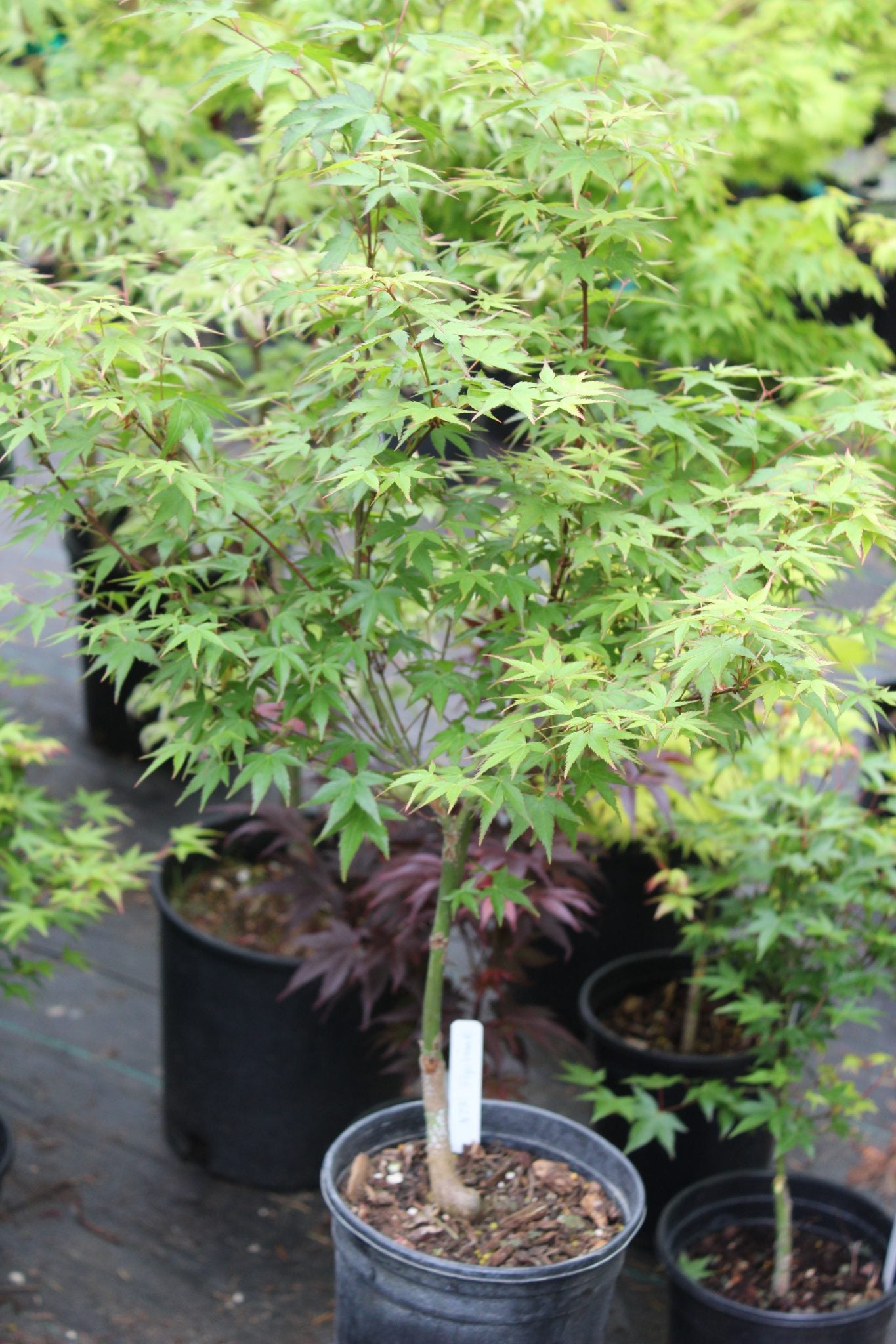 Kiyohime Pre-Bonsai 2-3 Yr. (#731)