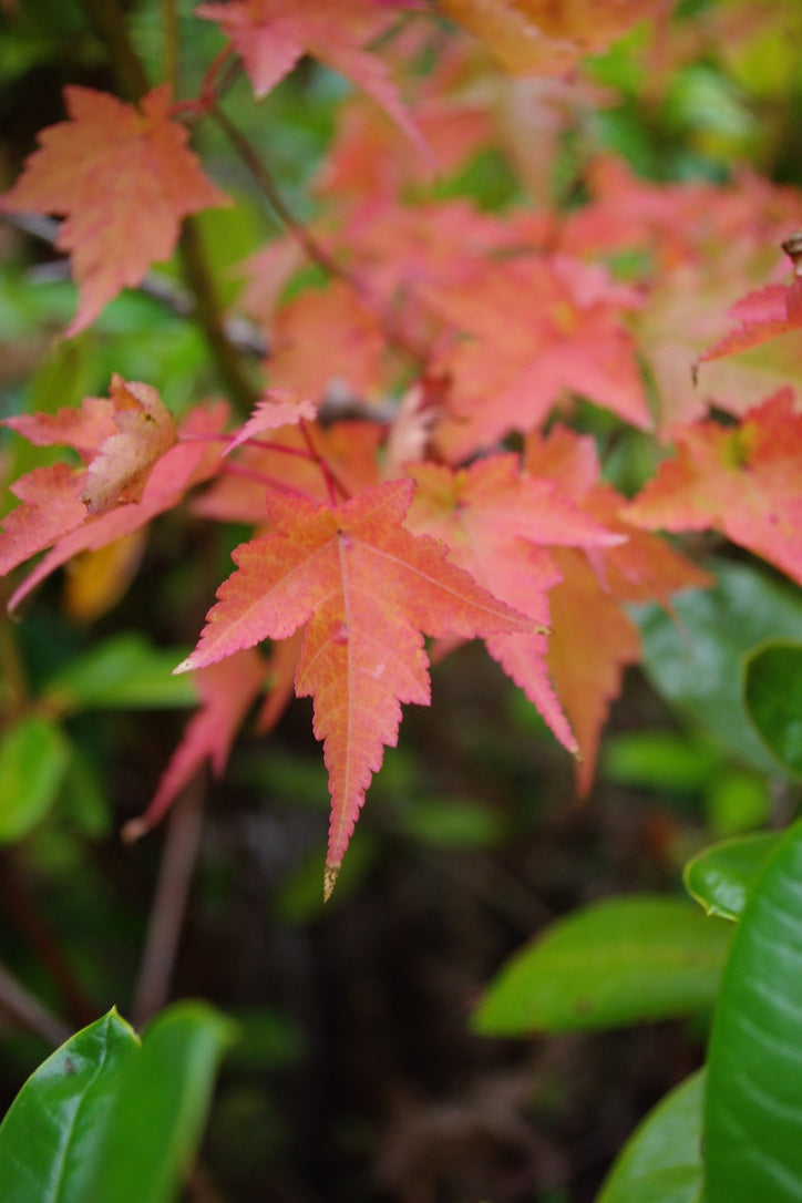 Acer micranthum