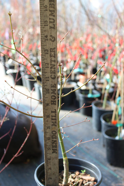 Katsura Hime 2 Yr. Pre Bonsai (#809)