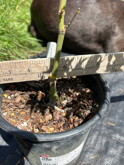 Ap Aureum Pre-Bonsai 1-2 yr (#67)