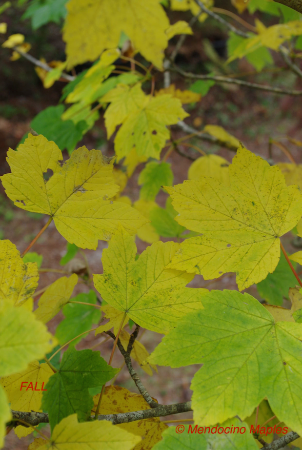 Acer pseudoplatanus 'Brilliantissimum'