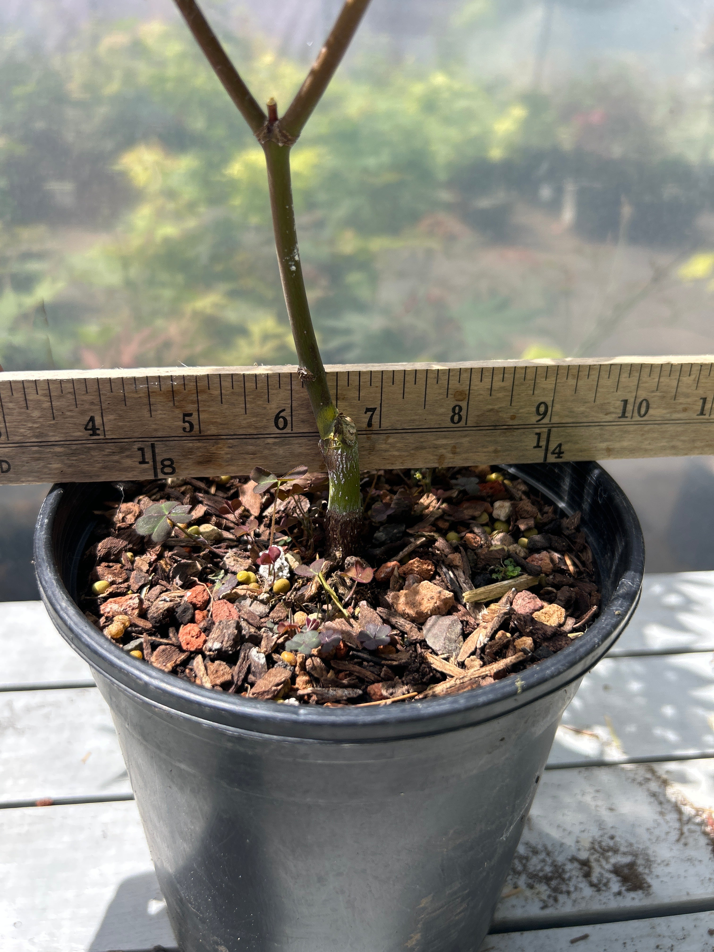 Seigen Pre-Bonsai 1-2 Year (#953)