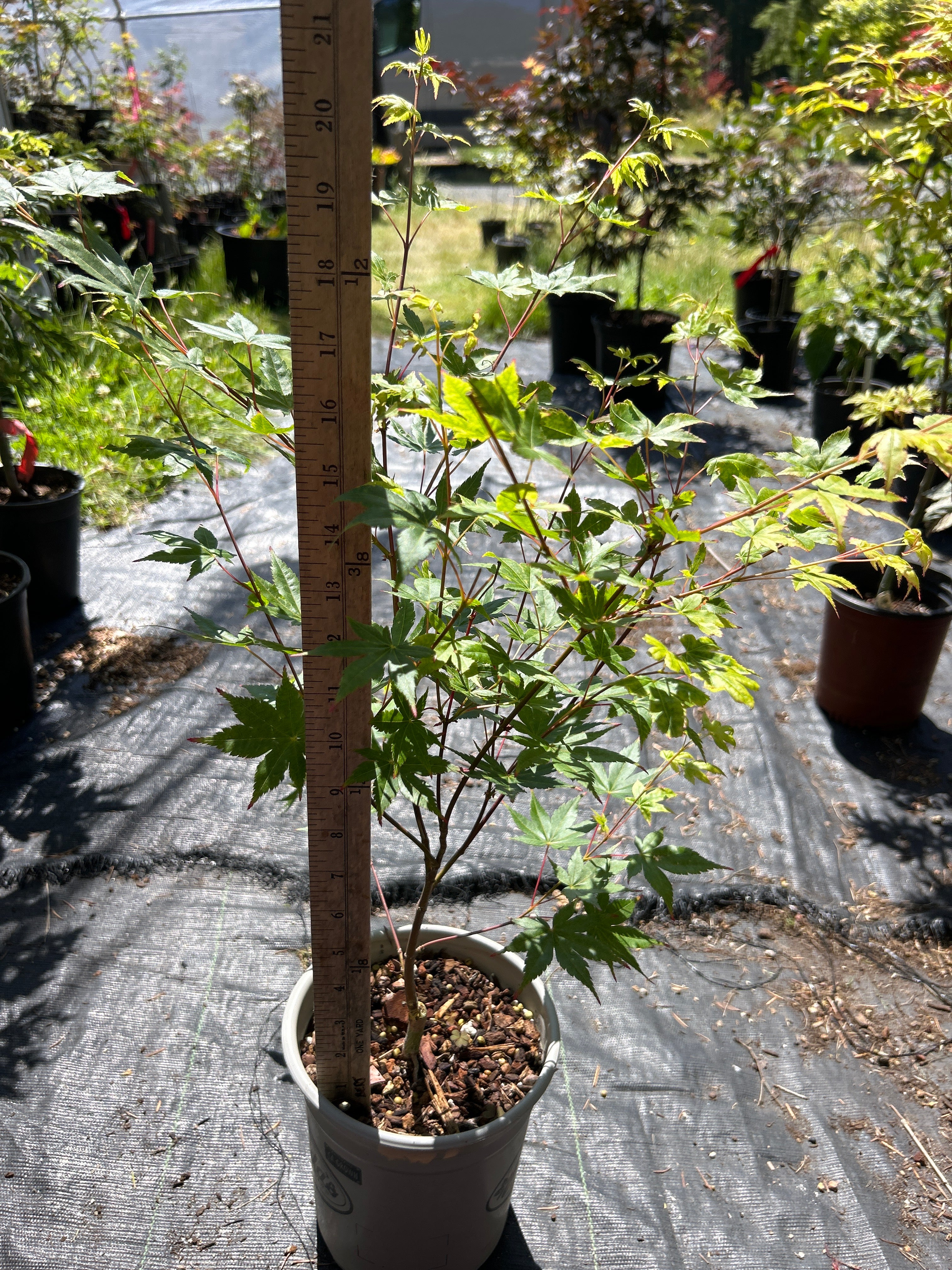 Beni Kawa Pre-Bonsai 1-2 Yr (#55)