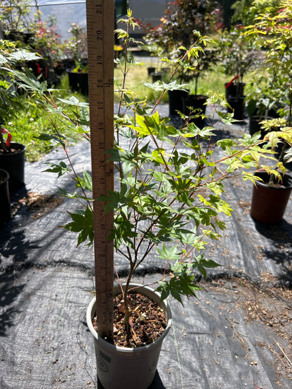 Beni Kawa Pre-Bonsai 1-2 Yr (#55)