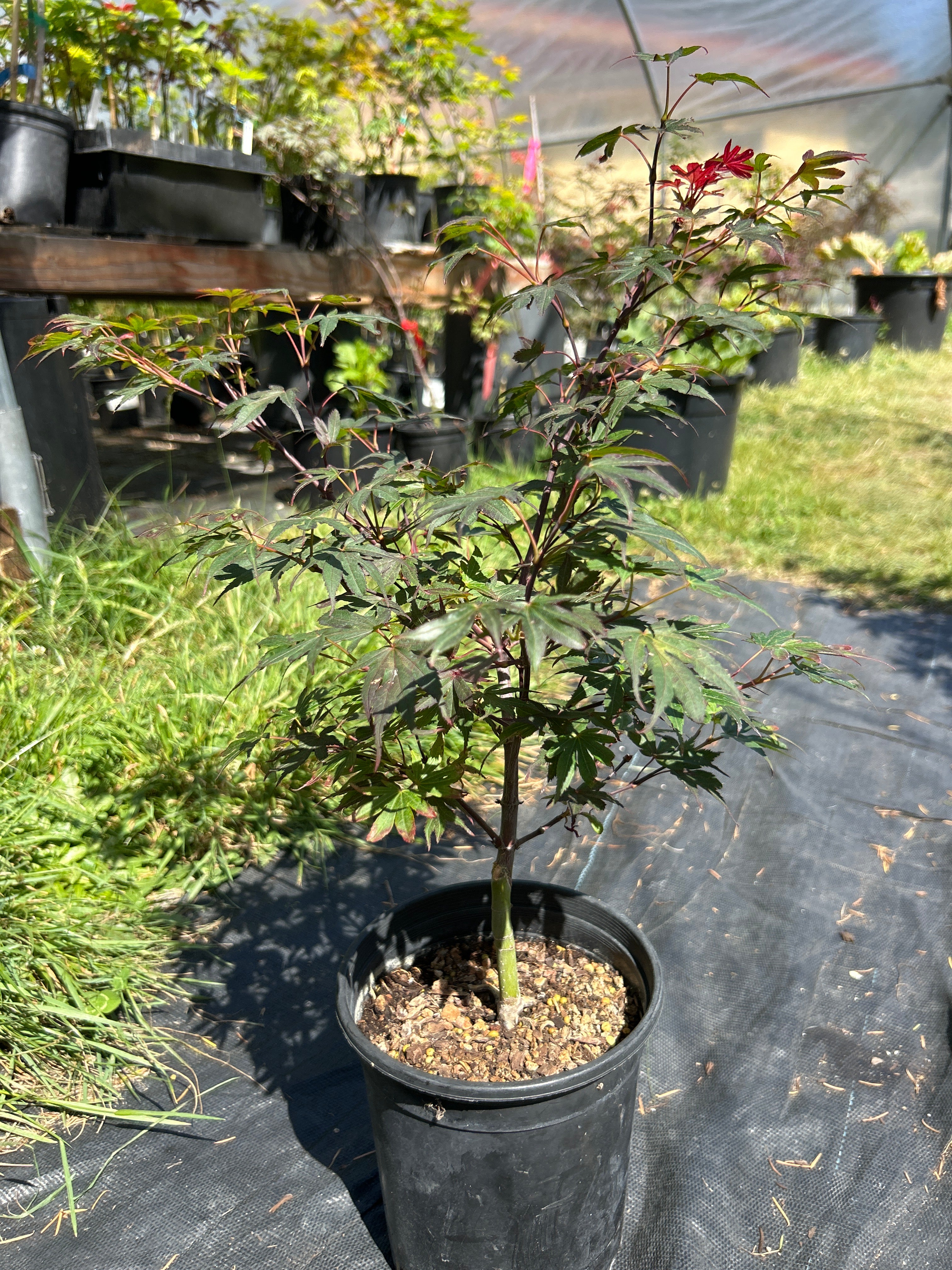 Elizabeth Pre Bonsai 2 yr (#71)