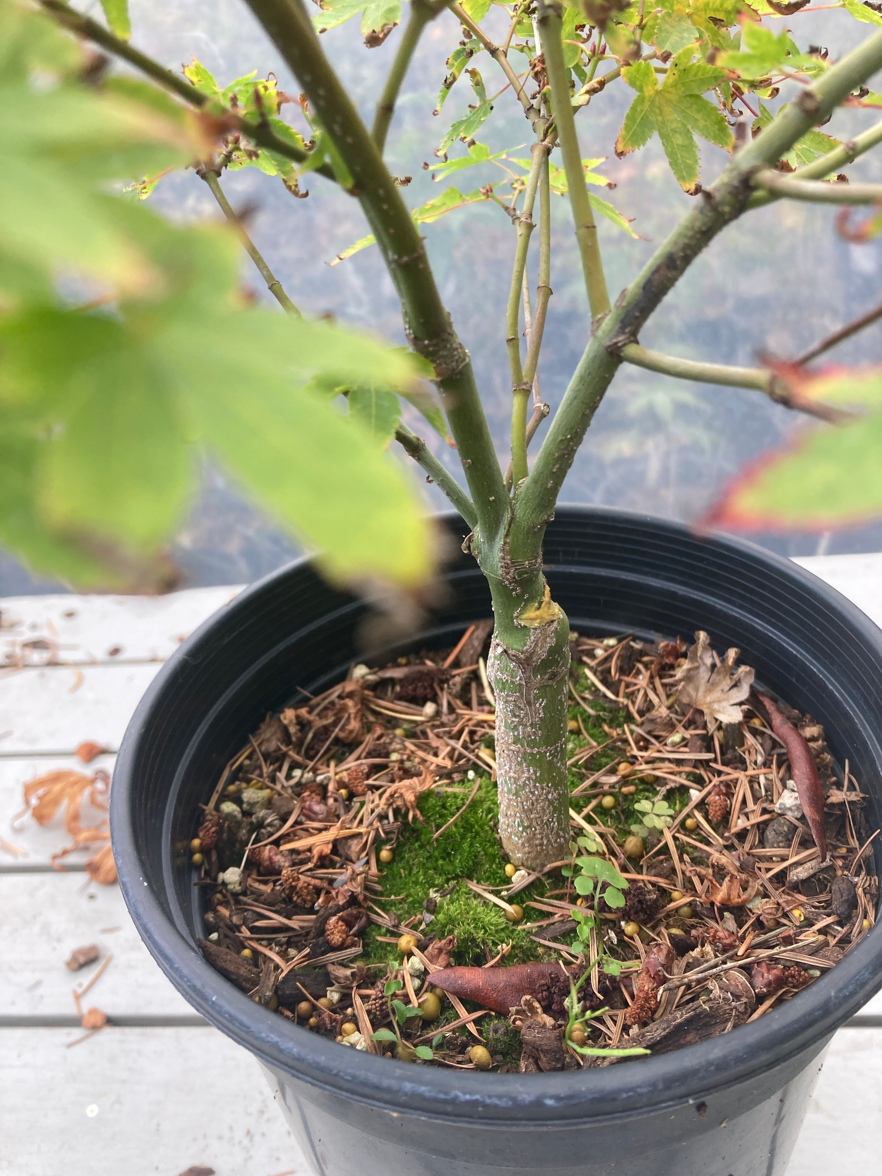 Murasaki Kiyohime 2-3 Year Pre Bonsai (#655)