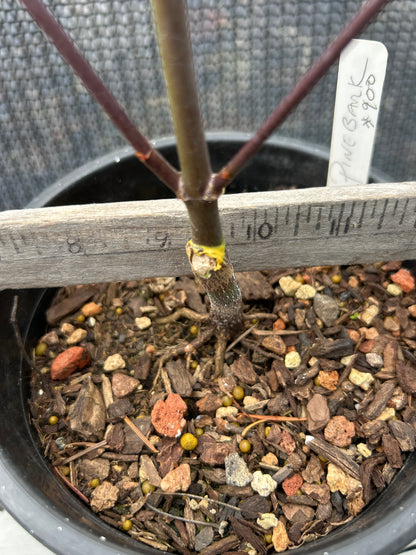 Pine Bark Nishiki Gawa (1-2 Yr) Pre Bonsai  (#900)