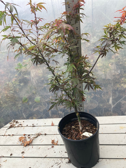 Fireball Pre Bonsai 2-3 Yr (#36)
