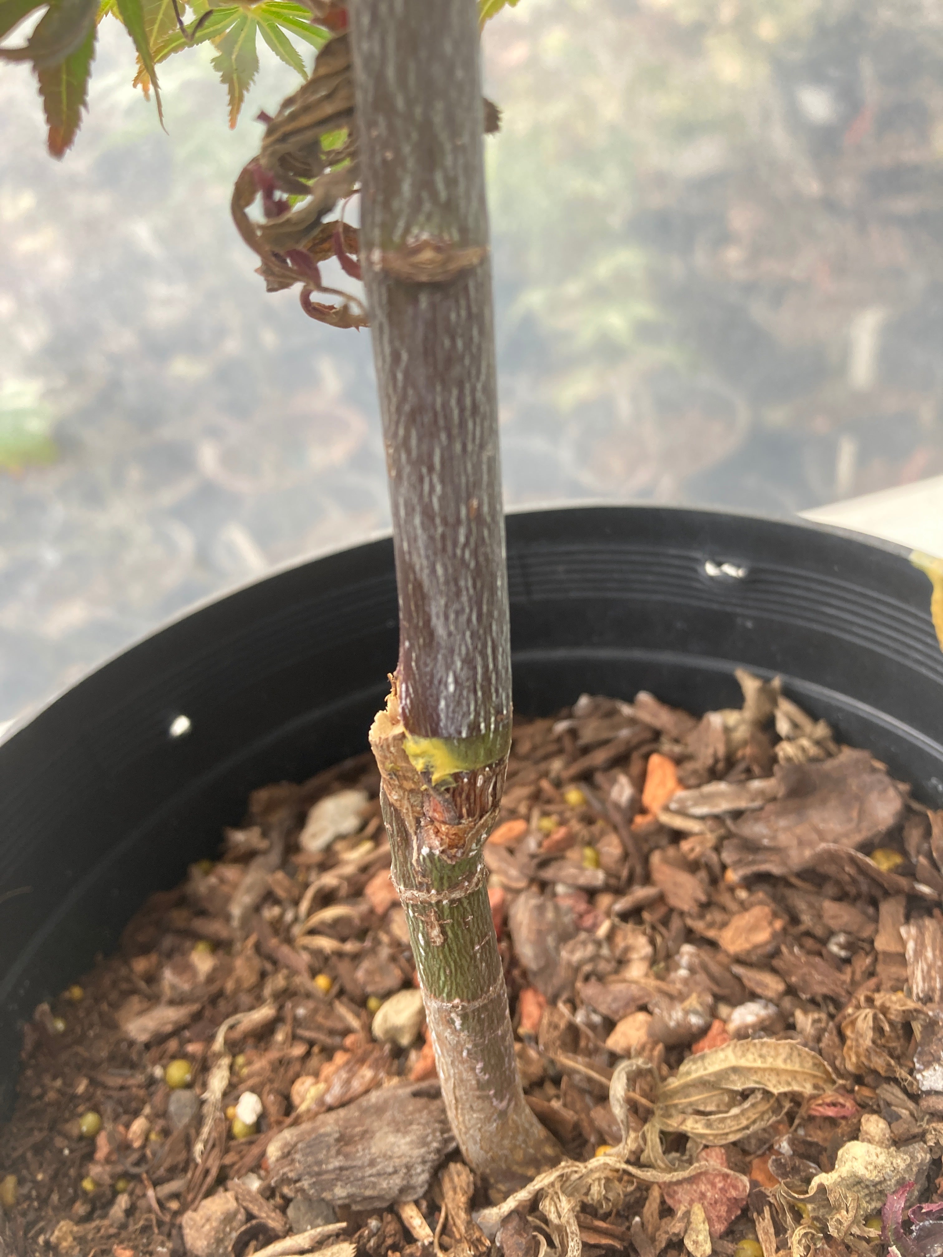 ［レア美品］BANZAI / FIREBALL II Fireball Pre Bonsai 2-3 Yr (#36) – Mendocino Maples Nursery