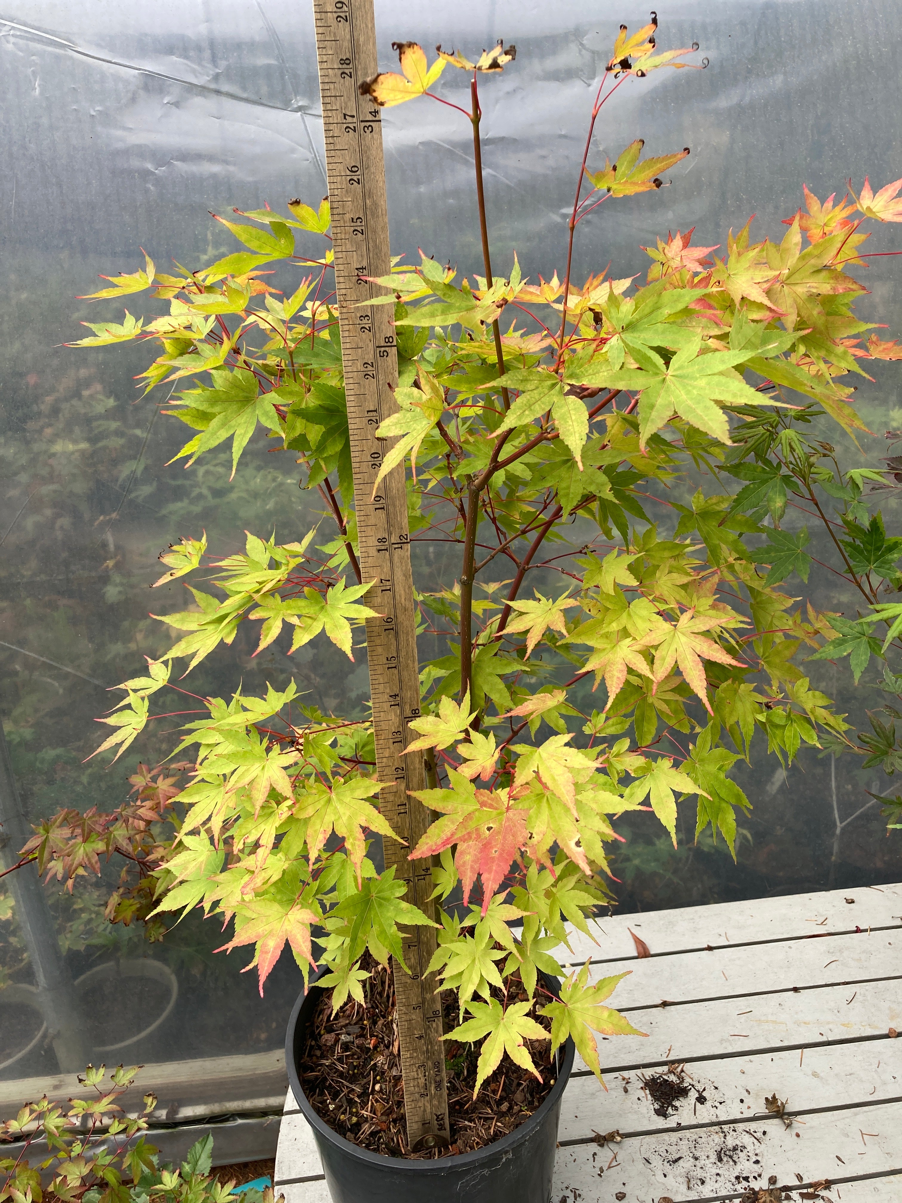 Sango Kaku (Coral Bark) 3-4 Yr Pre-Bonsai (#756)