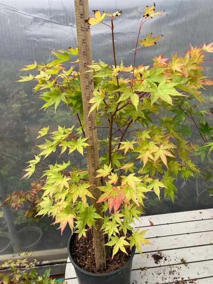Sango Kaku (Coral Bark) 3-4 Yr Pre-Bonsai (#756)