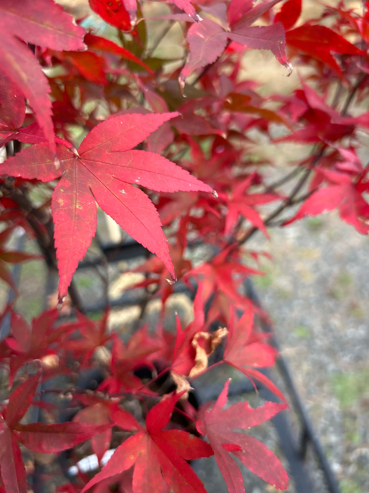 Twombley's Red Sentinel