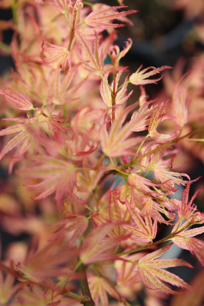 Wilson's Pink Dwarf