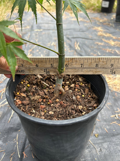 Pine Bark Nishiki Gawa (2 Yr) Pre Bonsai  (#79)