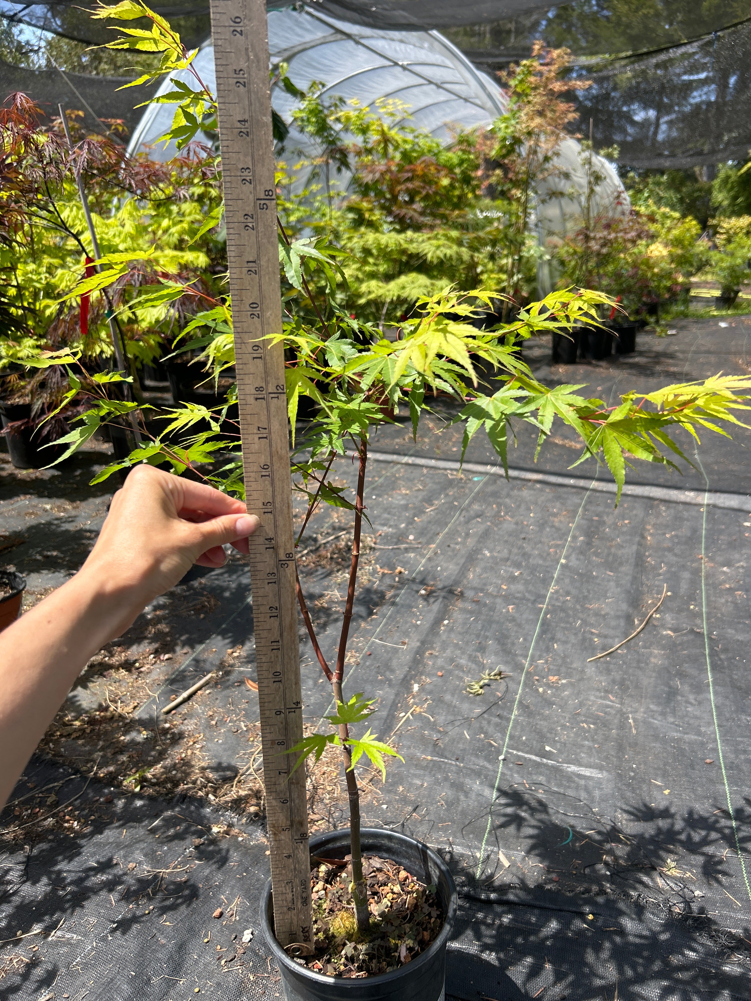 Pine Bark Nishiki Gawa (1-2 Yr) Pre Bonsai  (#959)
