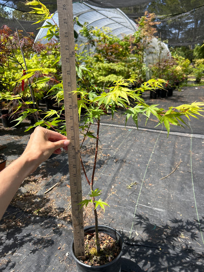 Pine Bark Nishiki Gawa (1-2 Yr) Pre Bonsai  (#959)