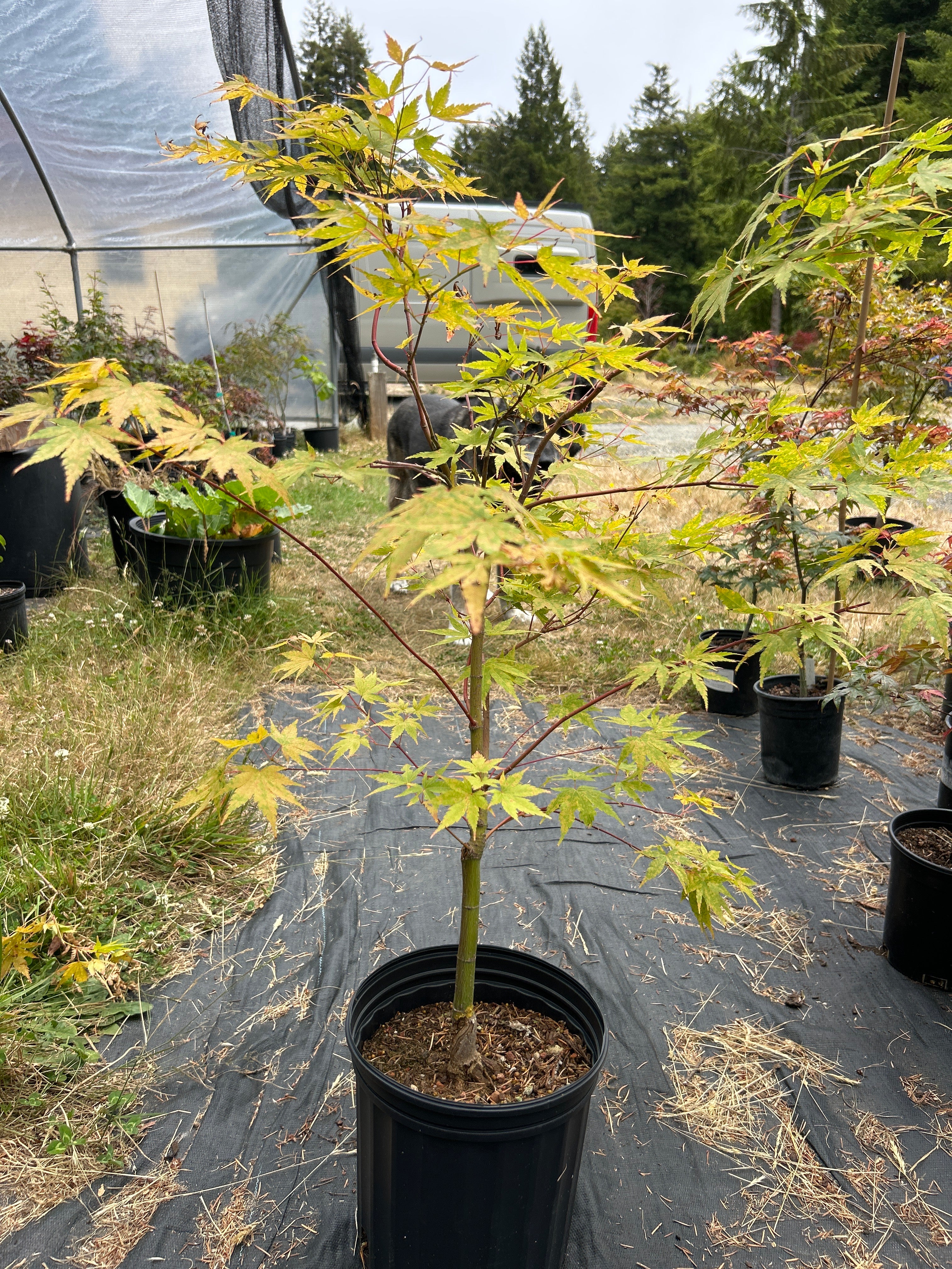 Sango Kaku (Coral Bark) 4-5 Yr Pre-Bonsai (#77)