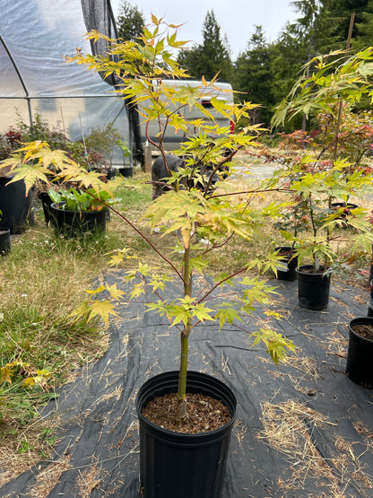 Sango Kaku (Coral Bark) 4-5 Yr Pre-Bonsai (#77)
