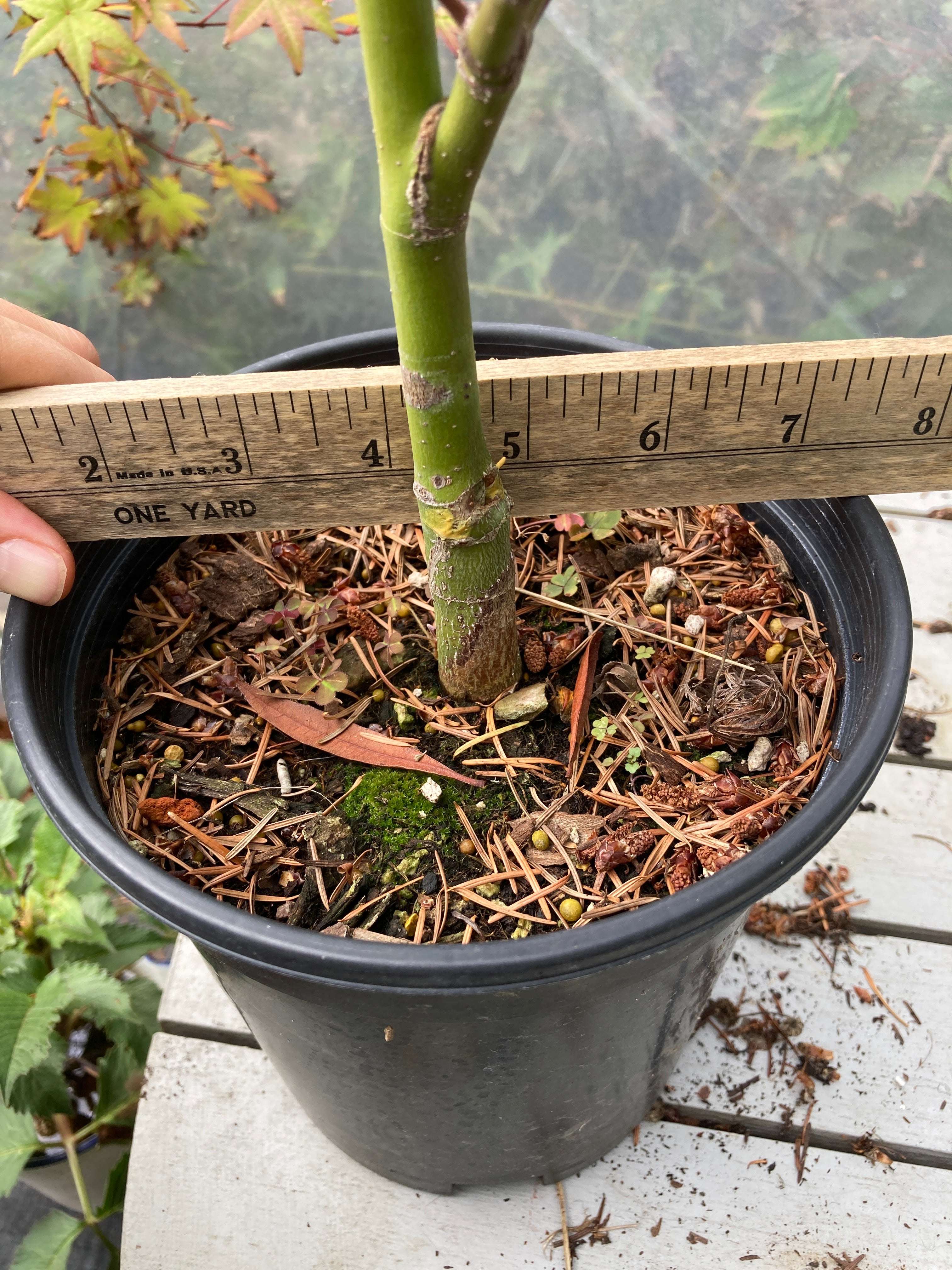 Tsukasa Silhouette 3 Year Pre-Bonsai (#781)