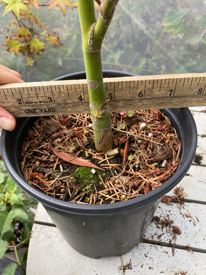 Tsukasa Silhouette 3 Year Pre-Bonsai (#781)