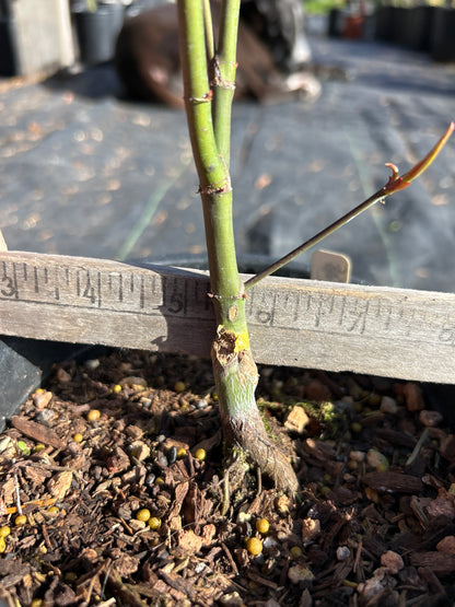 Pine Bark Nishiki Gawa (1-2 Yr) Pre Bonsai  (#930)
