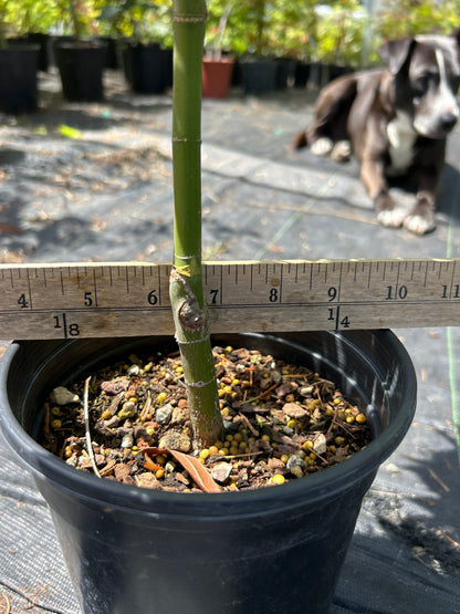 Orange Dream Pre-Bonsai 2-3 Yr. (#961)