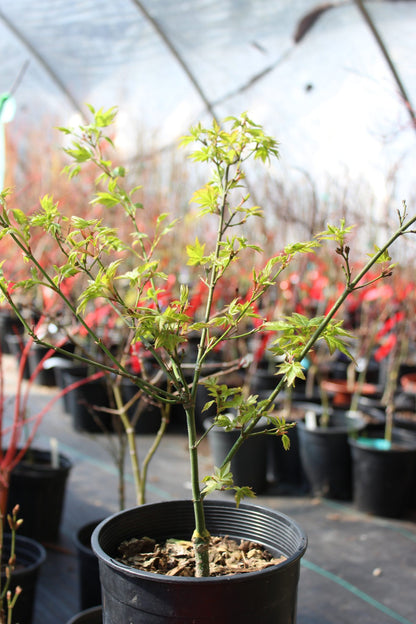 Aoba jo 2-3 Year Pre Bonsai (#815)