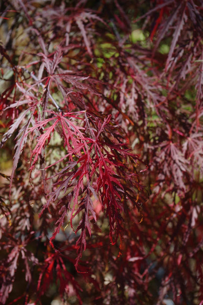 Crimson Queen