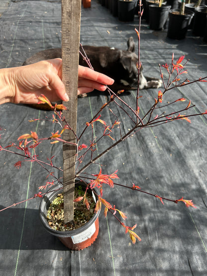 Kaleidoscope Pre-Bonsai 3 Year (#910)