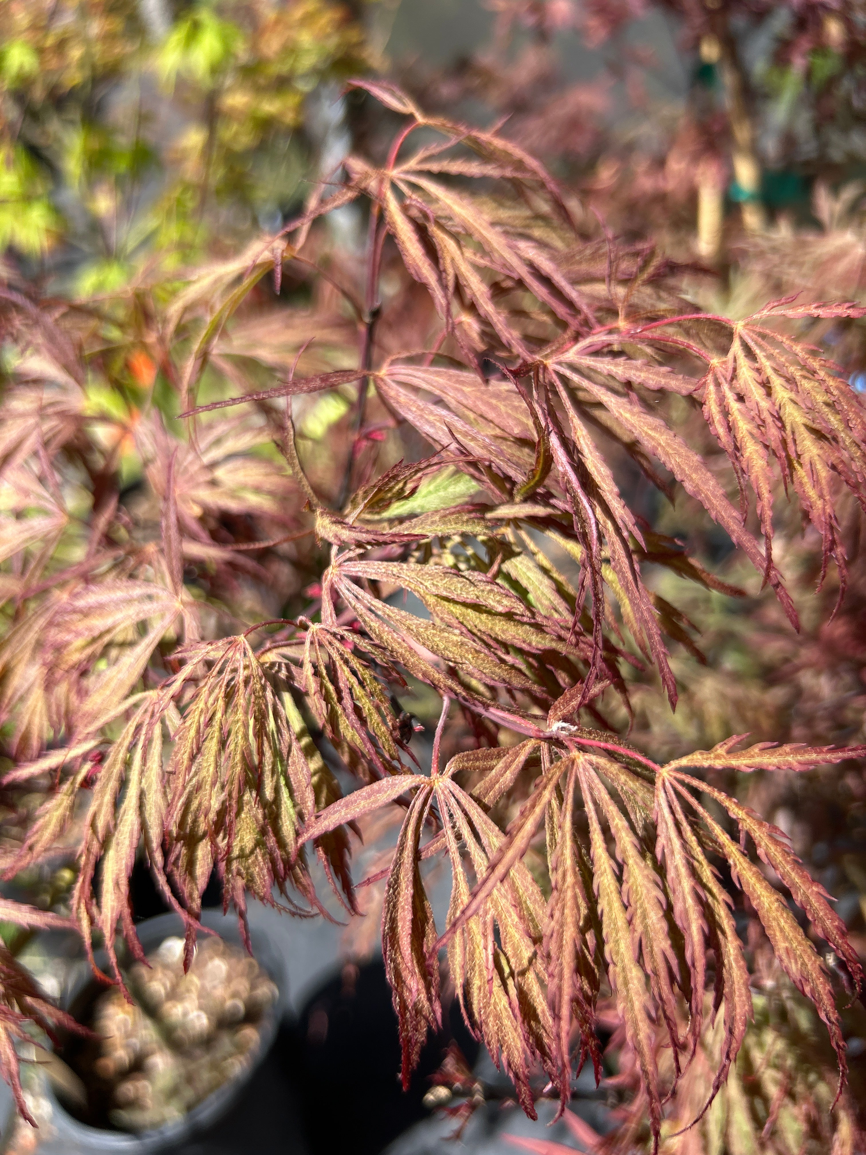 Ever Red – Mendocino Maples Nursery