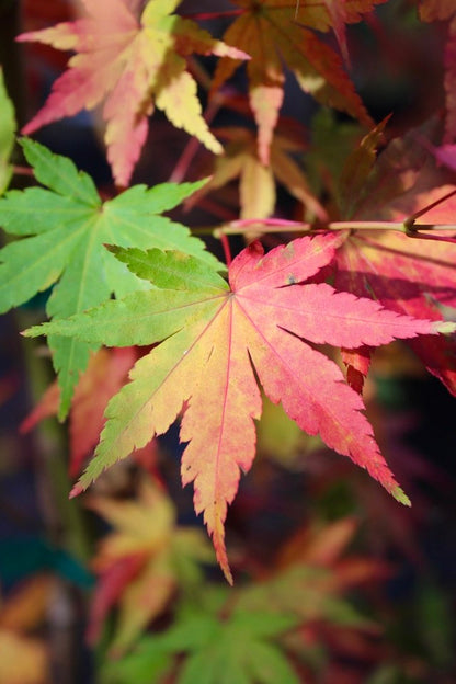 Columnar Japanese Maple