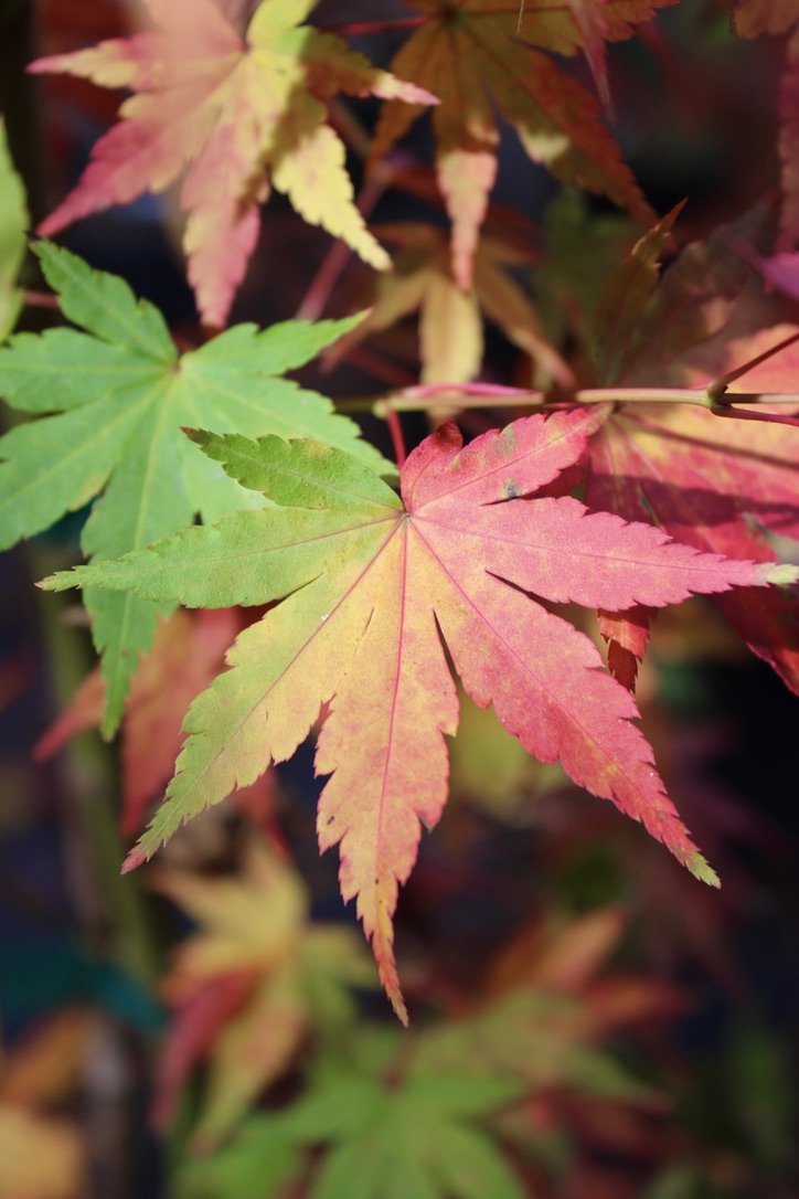 Columnar Japanese Maple