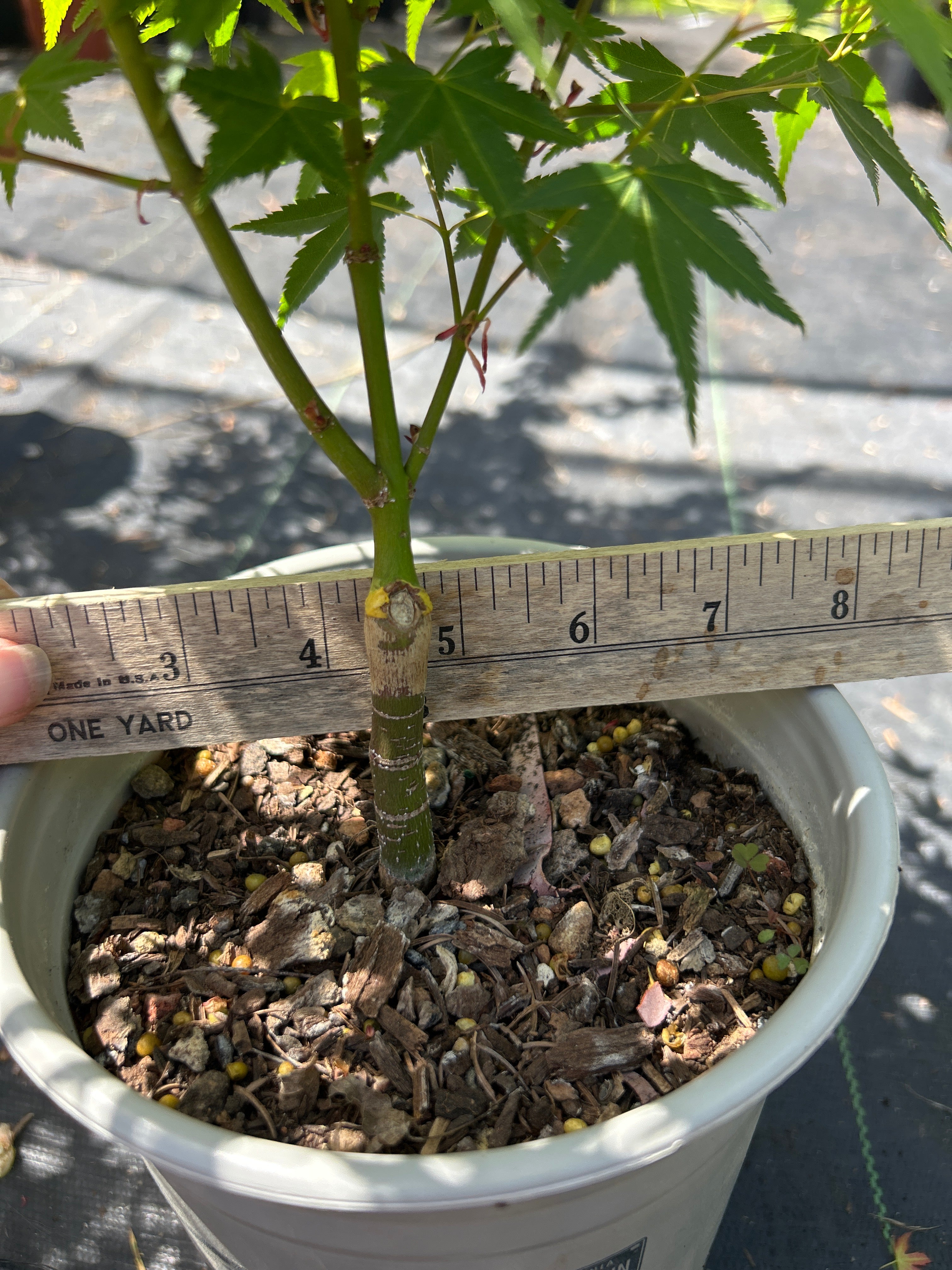 Tama Hime Pre Bonsai 1-2 yr (#964)