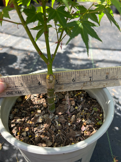 Tama Hime Pre Bonsai 1-2 yr (#964)