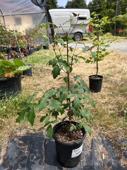 Paperbark 1 gallon Pre-Bonsai 1-2 Year (#92)