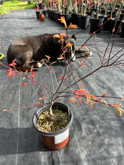 Kaleidoscope Pre-Bonsai 3 Year (#910)