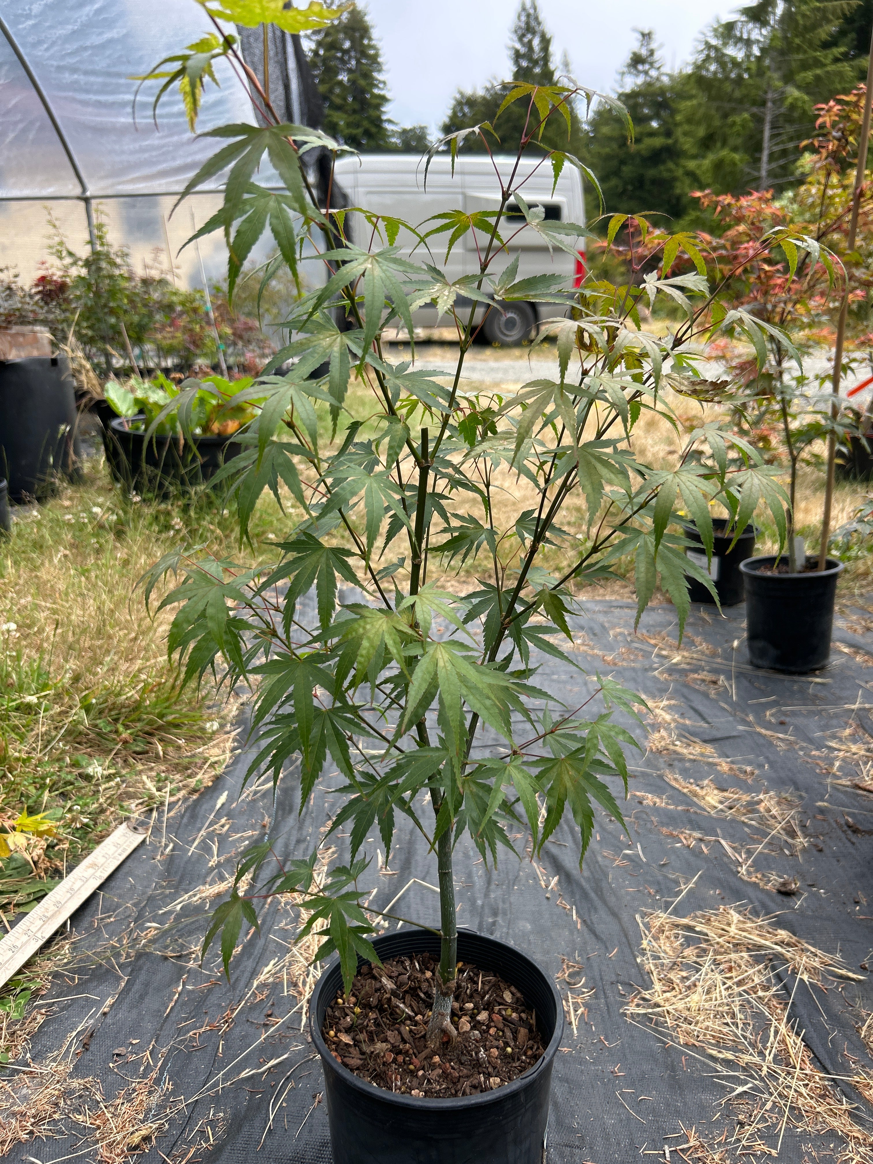 Pine Bark Nishiki Gawa (2 Yr) Pre Bonsai  (#79)