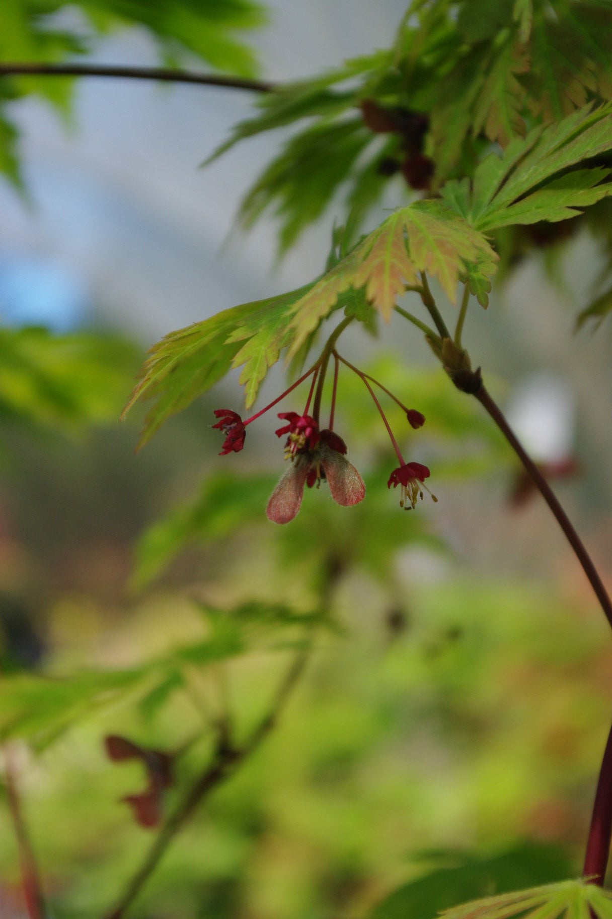 dancing peacock acer japonicum acontifolium spring foliage