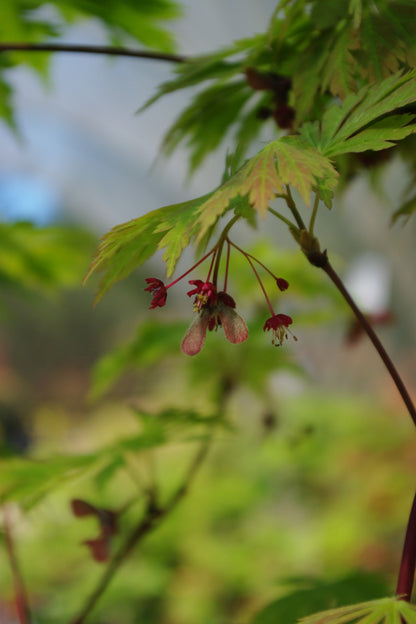 A. japonicum Aconitifolium 'Dancing Peacock'