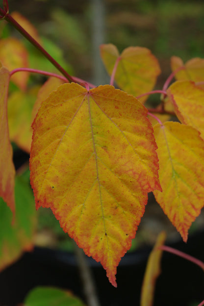 Acer davidii