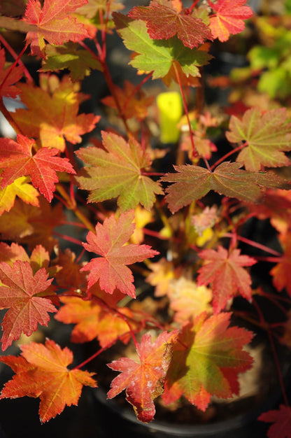 acer circinatum dels drwarf potted plants colorful maple tree