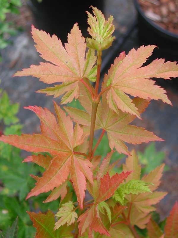 Acer circinatum Dels Dwarf circinatum maple bushy tree form