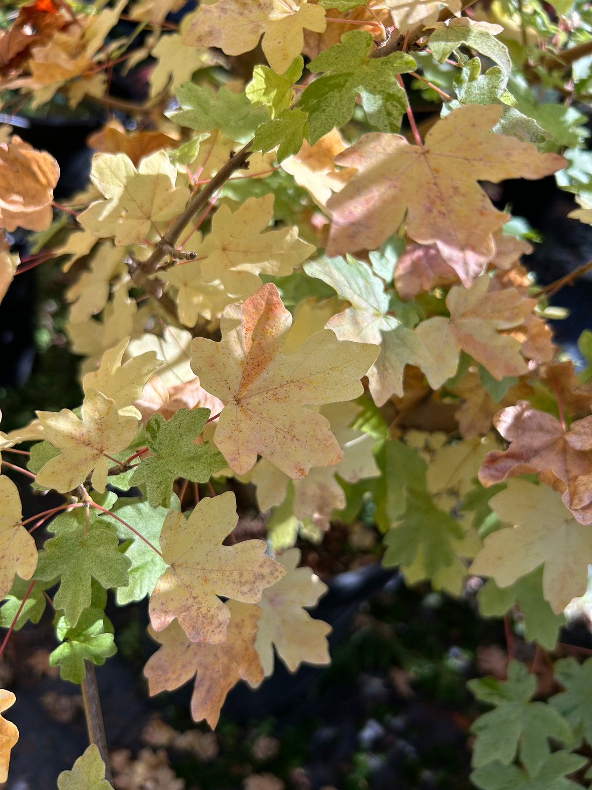 Acer campestre Pulverulantum